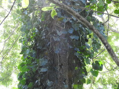 Philodendron hederaceum