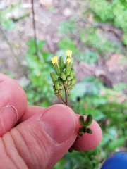 Youngia