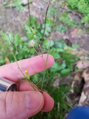 Youngia