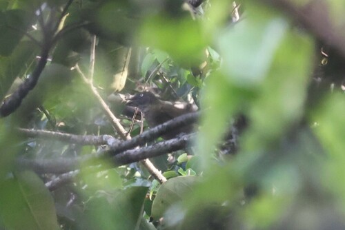 Honeyguide Greenbul (Baeopogon indicator), photo 7