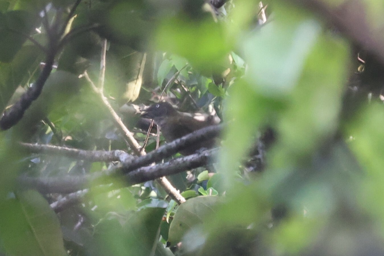 Honeyguide Greenbul (Baeopogon indicator), photo 8