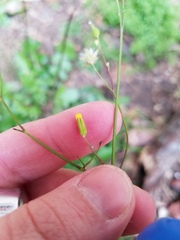 Youngia