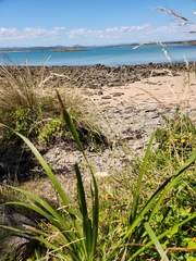 Rytidosperma racemosum