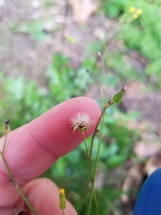 Youngia