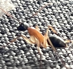 Camponotus nigriceps