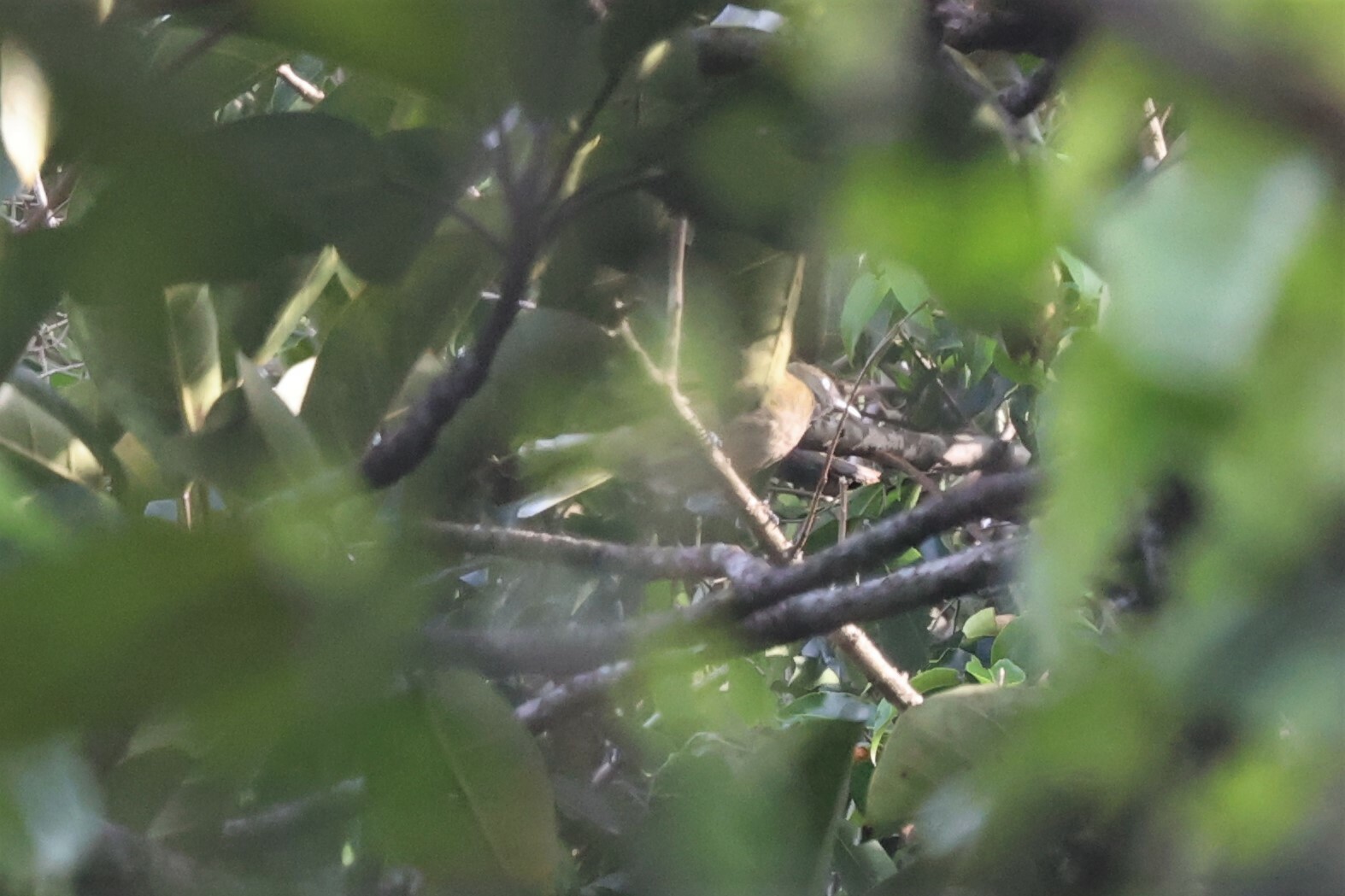 Honeyguide Greenbul (Baeopogon indicator), photo 9