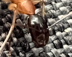 Camponotus nigriceps