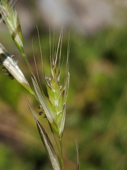 Rytidosperma racemosum