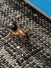 Camponotus nigriceps