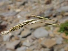 Rytidosperma racemosum