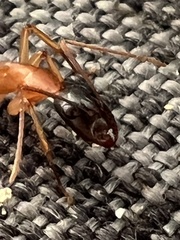 Camponotus nigriceps