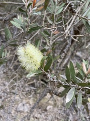 Melaleuca pallida