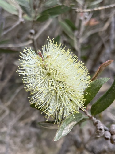 Image of Melaleuca pallida by (c) Matt Berger, some rights reserved (CC BY)