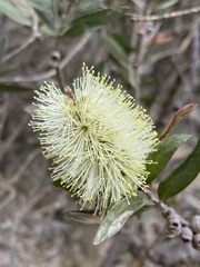 Melaleuca pallida