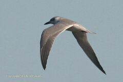 Gelochelidon nilotica