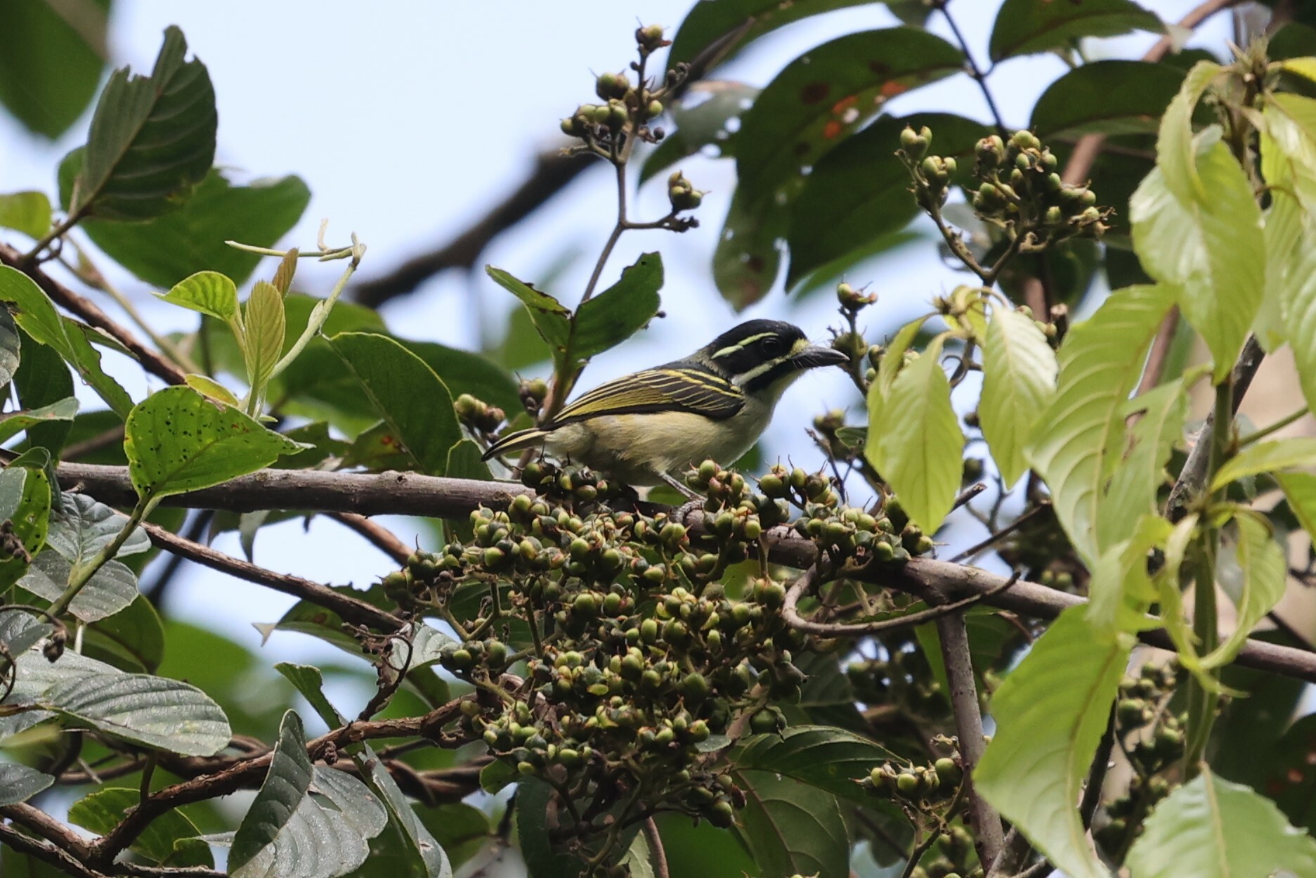 Yellow-throated Tinkerbird (Pogoniulus subsulphureus), photo 10