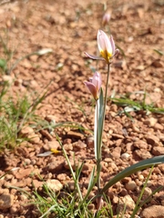 Tulipa biflora