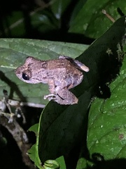 Pristimantis altamazonicus