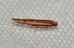 Ypsolopha sp-sw