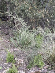 Acacia verticillata verticillata