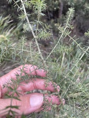 Acacia verticillata verticillata