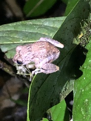 Pristimantis altamazonicus