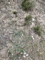 Pimelea nivea