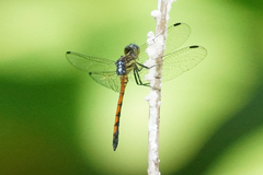 Dasythemis esmeralda