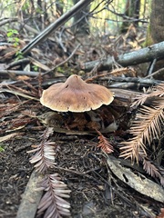 Neohygrocybe