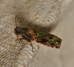 Crocidosema longipalpana