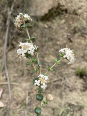Pimelea nivea