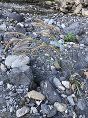 Cenchrus polystachios