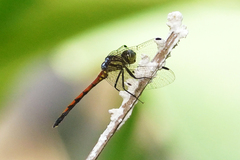 Dasythemis esmeralda