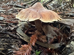 Neohygrocybe