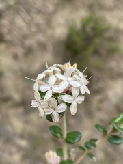 Pimelea nivea