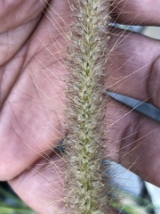 Cenchrus polystachios