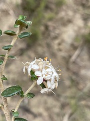 Pimelea nivea