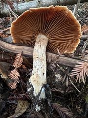 Neohygrocybe