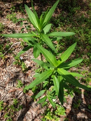 Gomphocarpus physocarpus