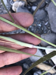 Cenchrus polystachios