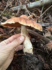 Neohygrocybe
