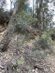 Eucalyptus pulchella
