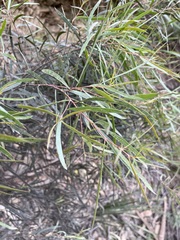 Eucalyptus pulchella