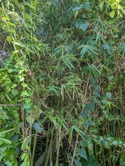 Phyllostachys makinoi