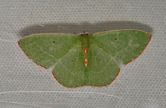 Nemoria lixaria