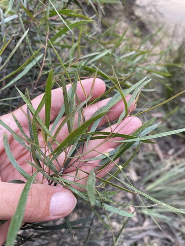 Image of Eucalyptus pulchella by (c) Matt Berger, some rights reserved (CC BY)