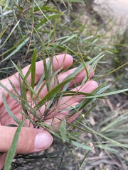 Eucalyptus pulchella