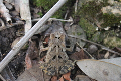 Incilius valliceps