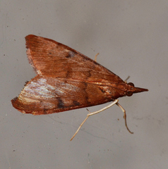 Uresiphita reversalis