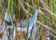 Porphyrio flavirostris